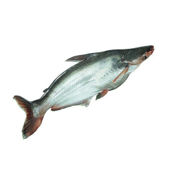 পাংগাস মাছ ১ কেজি