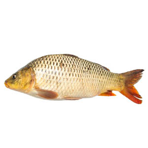 কার্ফু মাছ ১ কেজি