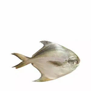 রূপচাঁদা মাছ মাঝারি ৫০০ গ্রাম